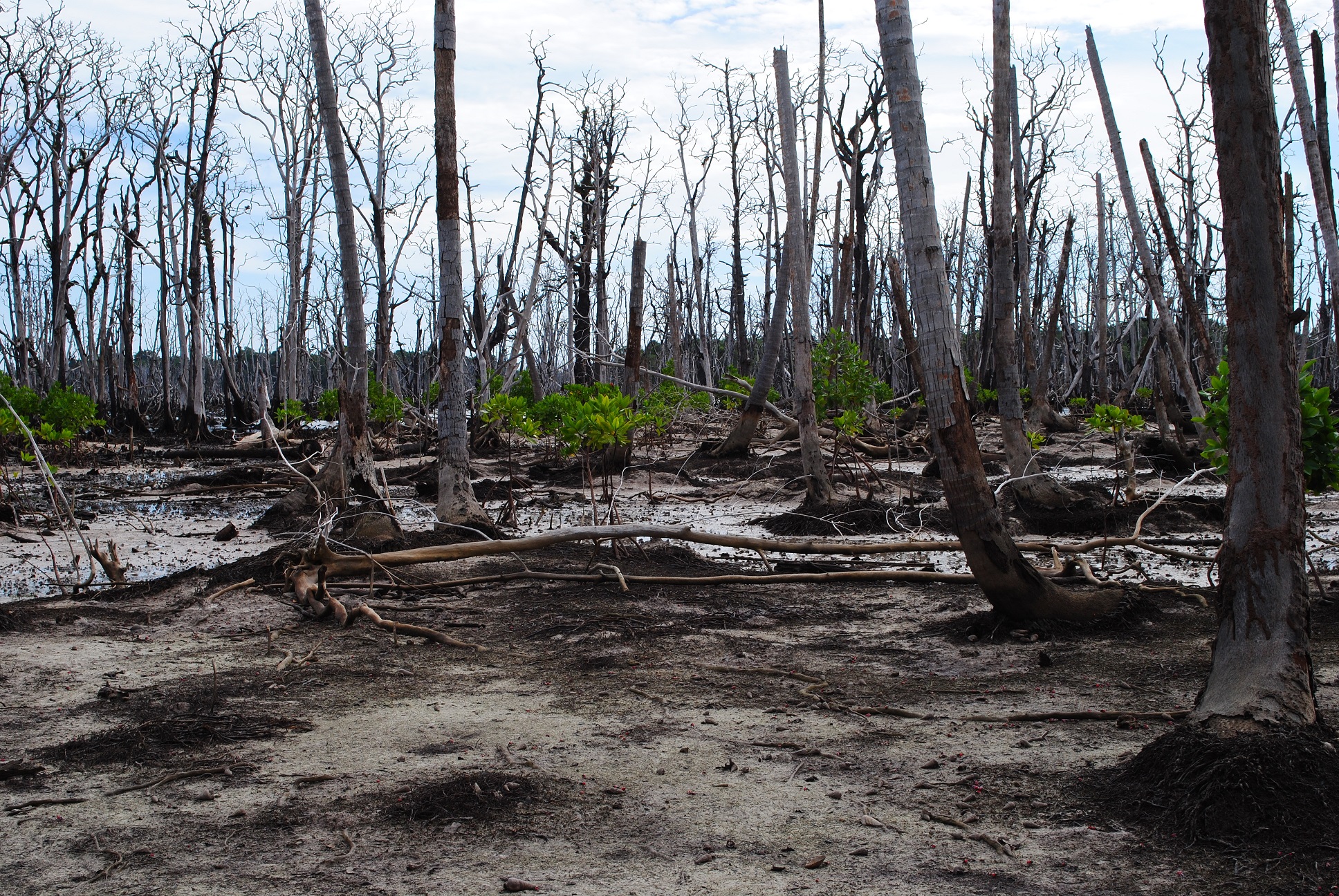 Mangrove re-establishment in the previous terrestrial zones like human habitation, coconut groves, and the terrestrial forest is commonly seen across the Nicobar Islands. The above image from the Trinket islands shows mangrove colonization at the previous coconut grove. Photo by Nehru Prabakaran.
