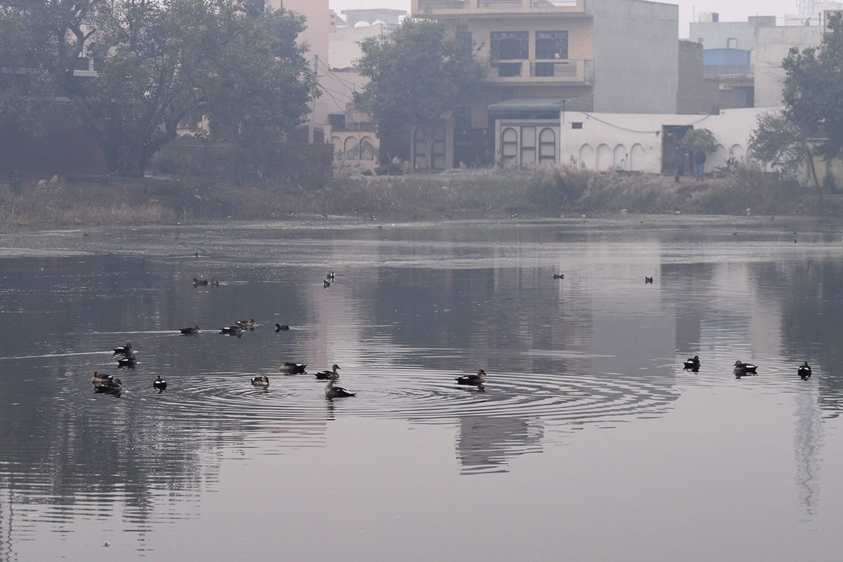 Indian spot-billed ducks in a pond surrounded by houses.