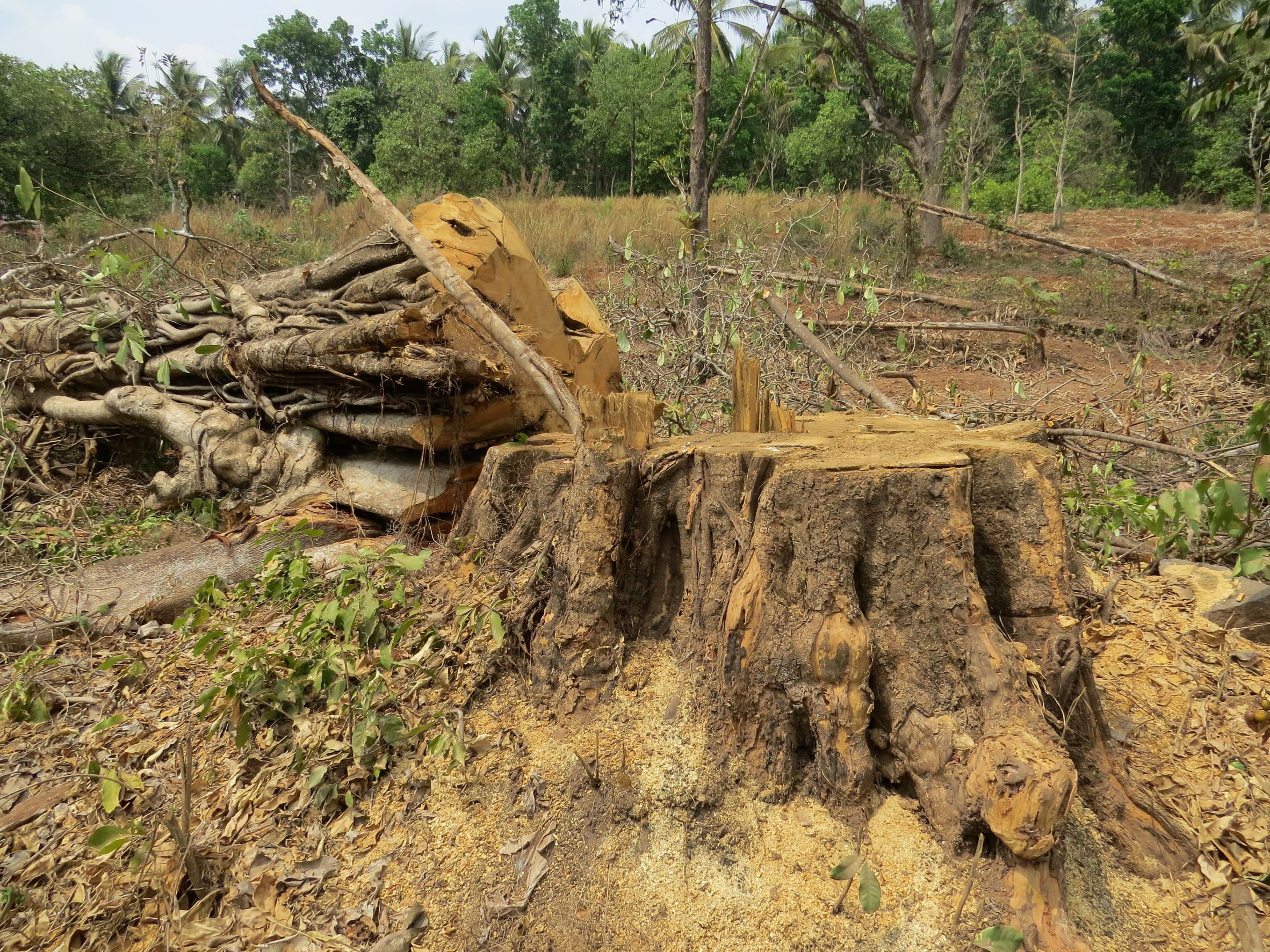 Environmental experts opine that the Central Government’s decisions regarding speedy clearances of forest lands display a great interest in ease of business at the cost of the environment. Photo by Vinayaraj/ Wikimedia Commons.