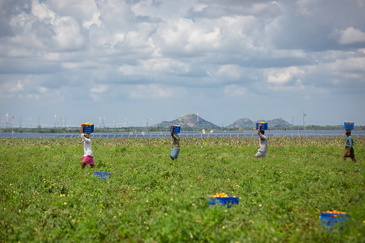 Men carry baskets of tomatoes in a field adjacent to the solar park in Pavagada, Karnataka. Photo by Abhishek N. Chinnappa/Mongabay.