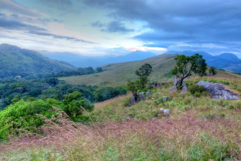 Grassland and shola forest in Jodigere, Biligirirangan Hills. Photo by L. Shyamal/Wikimedia Commons.