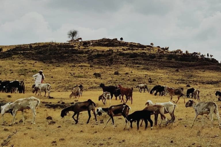 Image shows a flock of sheep grazing in a grassland in Maharashtra as a shepherd keeps watch