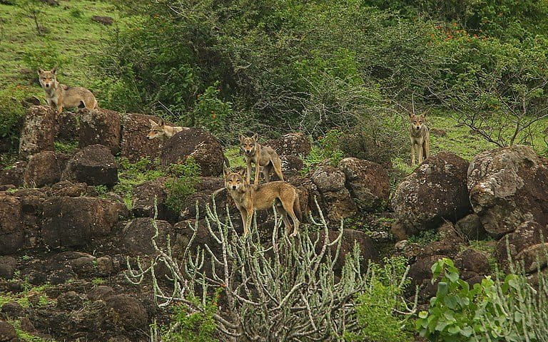 Image shows a pack of Indian grey wolves standing on a mossy plateau