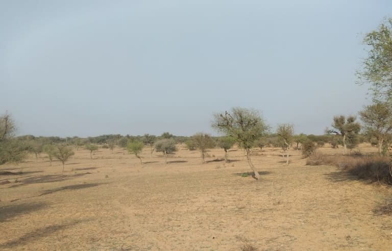 Open landscapes of the Indian savannahs in Rajasthan. Photo by Sahana Ghosh.