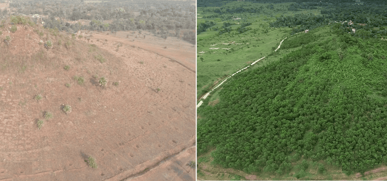 (L) A view of the brown and bare hillock before the reforestation work of planting sonajhuri trees started in 2018. (R) An aerial photo showing the dense green hillock in Paharkol, a Santhal tribe hamlet in Bankura district of West Bengal. 