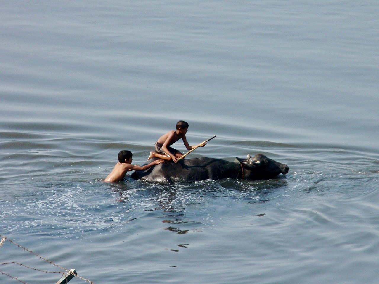 River Yamuna is often counted amongst the most polluted rivers in India. Photo by Paasikivi/Wikimedia Commons.