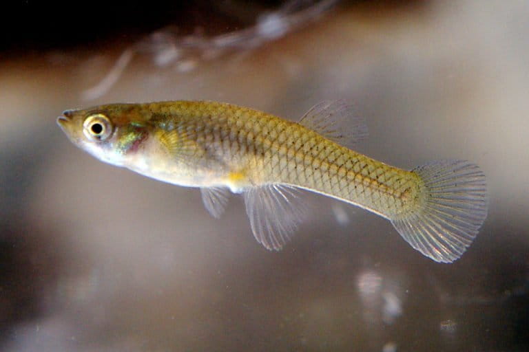 The Gambusia is a hardy fish and is adaptable Wikimedia Commons