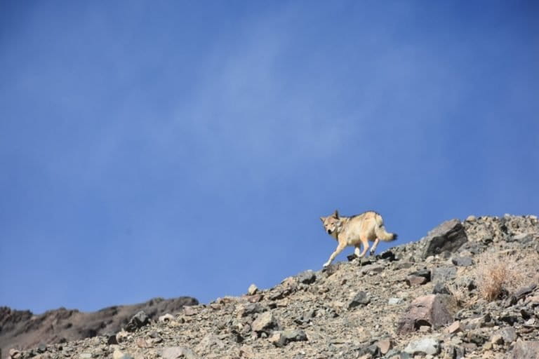 A Tibetan wolf. Photo by Rigzen Dorjay.