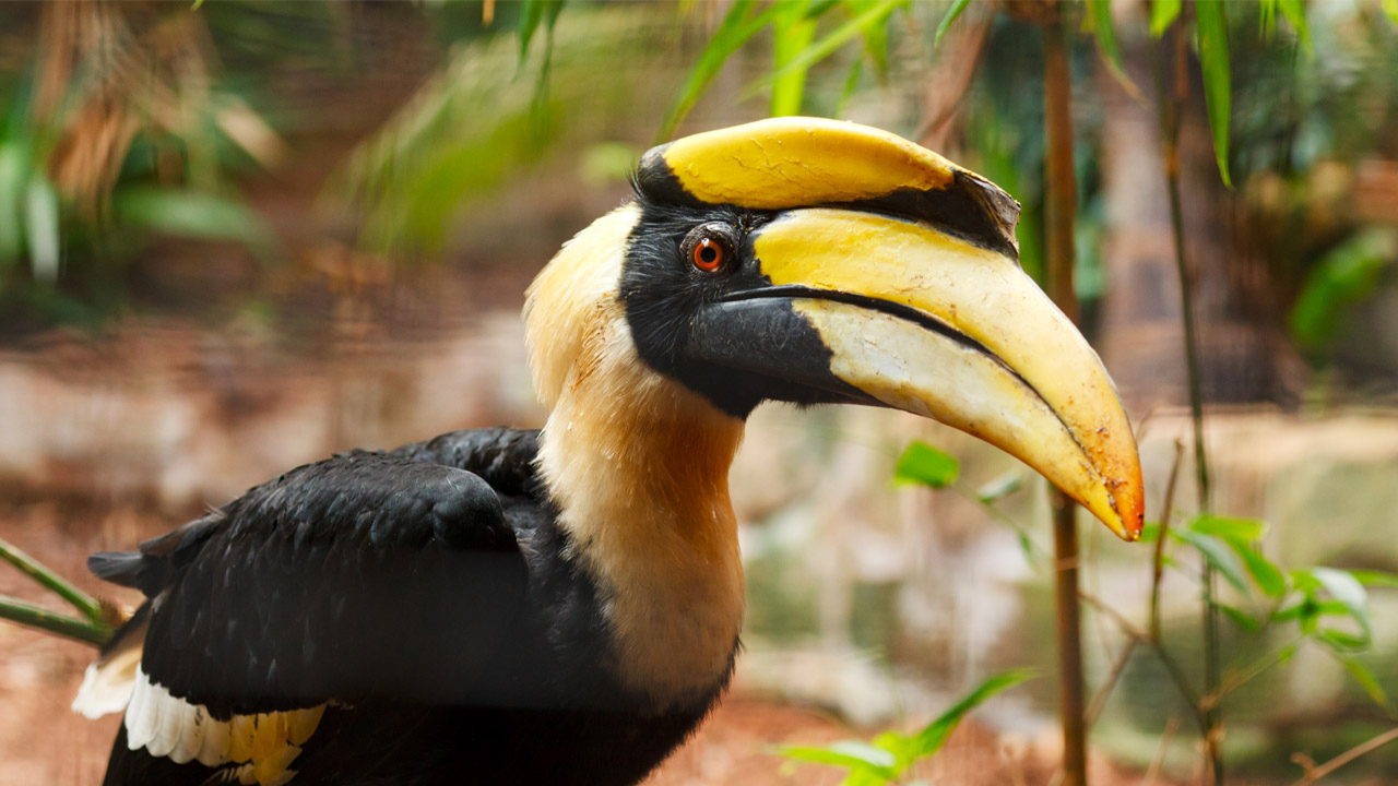 great-hornbill-Buceros-bicornis