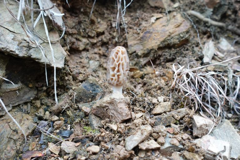 Climate change, deforestation, and habitat destruction have resulted in the reduced growth of this edible fungi, according to the scientists. Photo by Jigyasa Mishra.