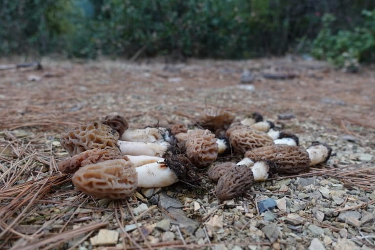 Most of the collectors aim to sell the morels they find, but that becomes possible only if they collect a considerable weight. This very expensive fungi is otherwise used for self-consumption. Photo by Jigyasa Mishra.