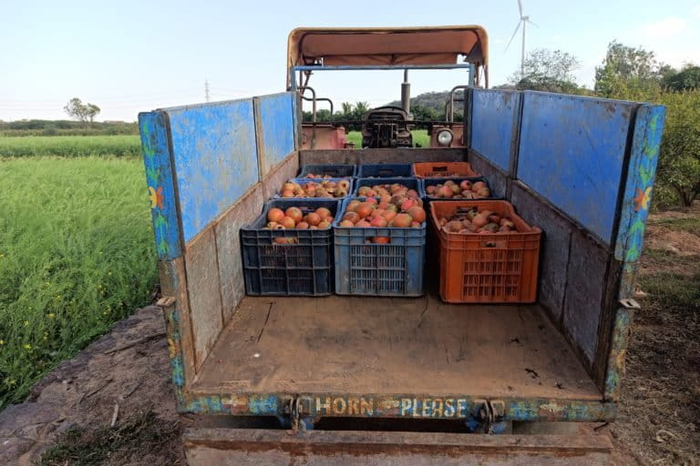 The farmers grow crops like pomegranate, mango, muskmelon and groundnut besides cotton and castor. Photo by Ravleen Kaur/ Mongabay.