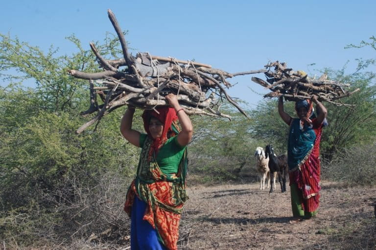 Rabari women collect firewood from the thorn forests. Photo by Ravleen Kaur/Mongabay.