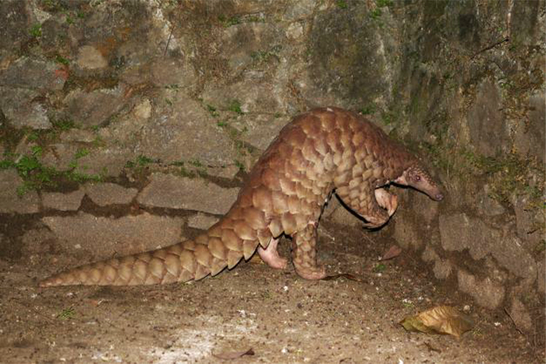 A pangolin foraging for food inside a small cave in a forest in southwestern Sri Lanka. 