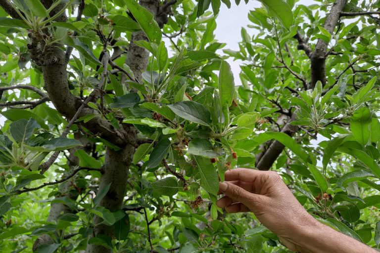 A farmer shows very few flowers left on apple tree due to lack of precipitation. Photo by Mudassir Kuloo.