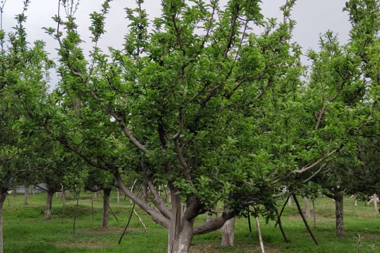 Farmers relying on natural precipitation worry about the loss in fruit production this year, while the orchardists were advised in April to find different sources to irrigate their orchards.