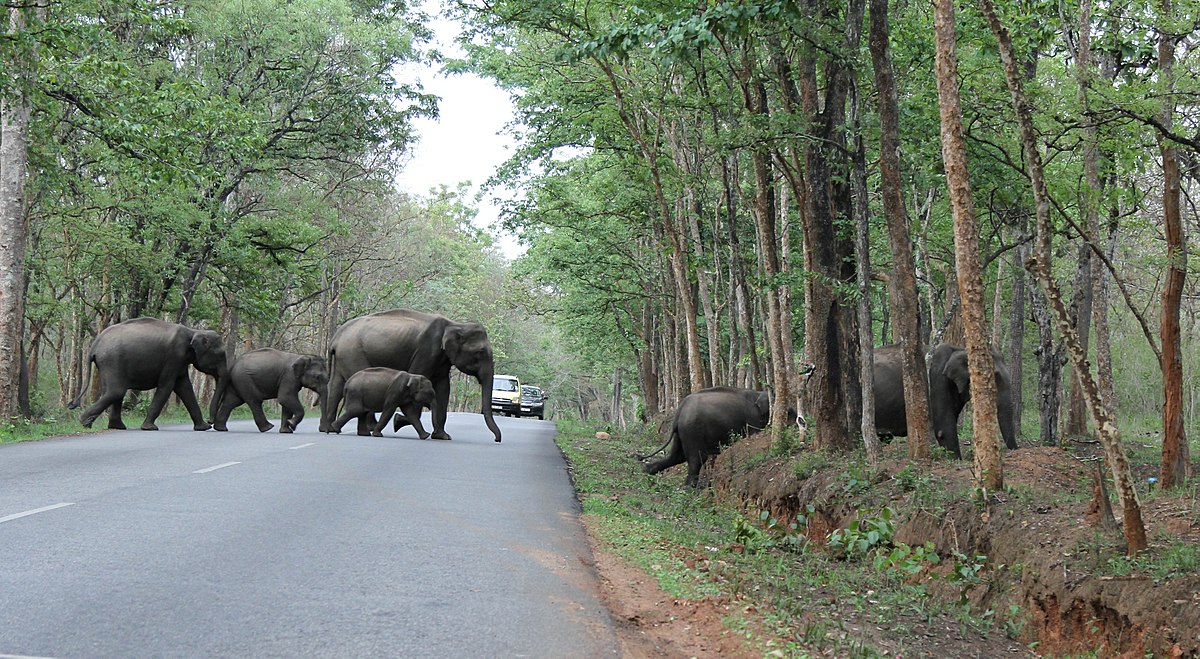 Elephant herd crossing roads at Bandipur. Photo by Lokeshlakshmipathy/Wikimedia Commons.