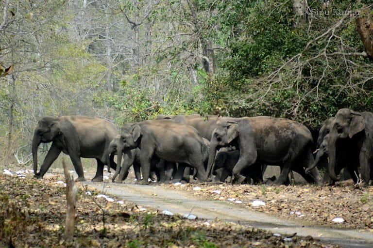 While genetic differences exist in elephant populations geographically separated by thousands of kilometers, a recent study has found genetic differences arising in populations even over small distances. Photo by Sipuwildlife/Wikimedia Commons.