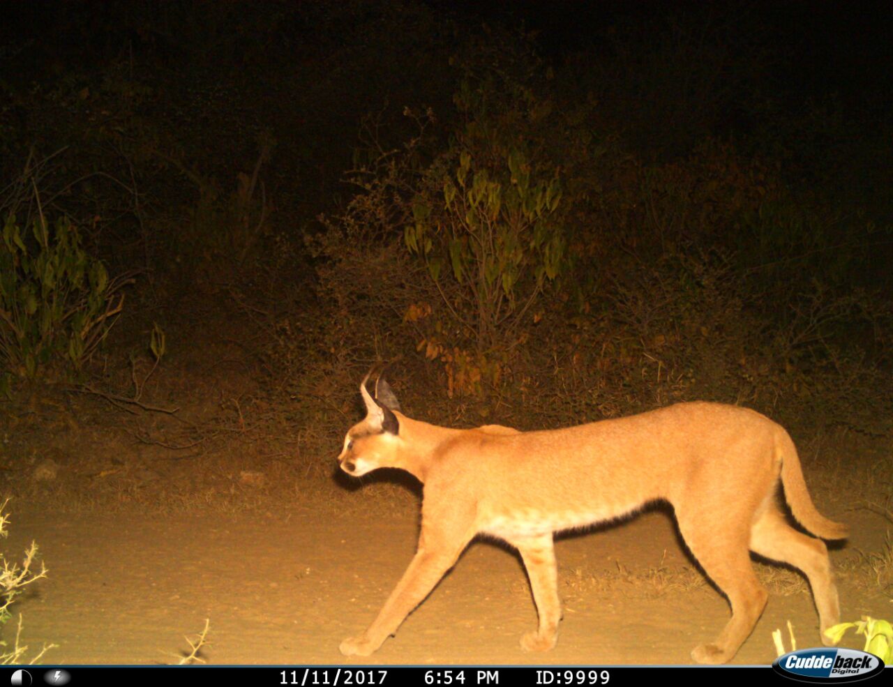 Image shows a caracal spotted in a camera trap image