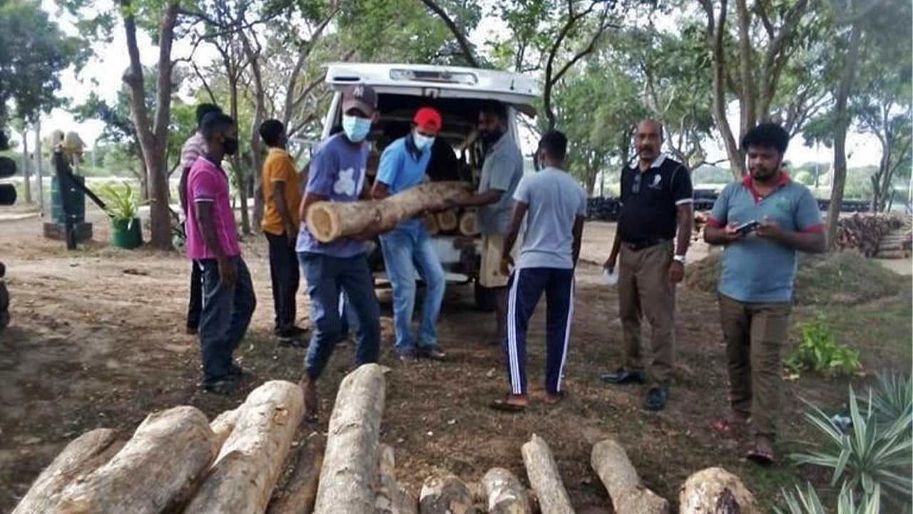 Illegal logging in Sri Lanka.