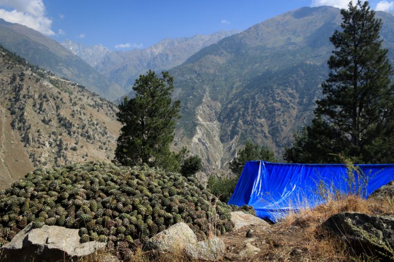 The pine cones of chilgoza trees harvested for the nuts, by residents of Kinnaur. Over harvesting of the cones is also a threat to the trees, apart from felling for power projects and increasing temperatures. Photo by Sumit Mahar, Himdhara Collective.