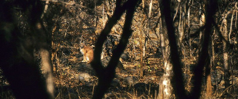 Image shows an Asiatic caracal camouflaged in an Indian forest