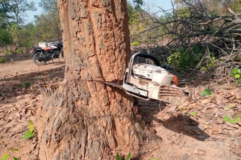 Hundreds of tribals are now camping in the forest to save the HasdeoAranyaforest which is spread over 70,000 square kilometers in the northern part of Chhattisgarh. Photo by Alok Prakash Putul