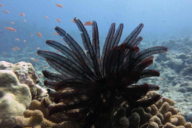 A feather star coral at Lakshadweep. Experts recommend more studies to understand how marine heatwaves affect the marine ecosystem. Photo by Pooja Rathod/ Wikimedia Commons.