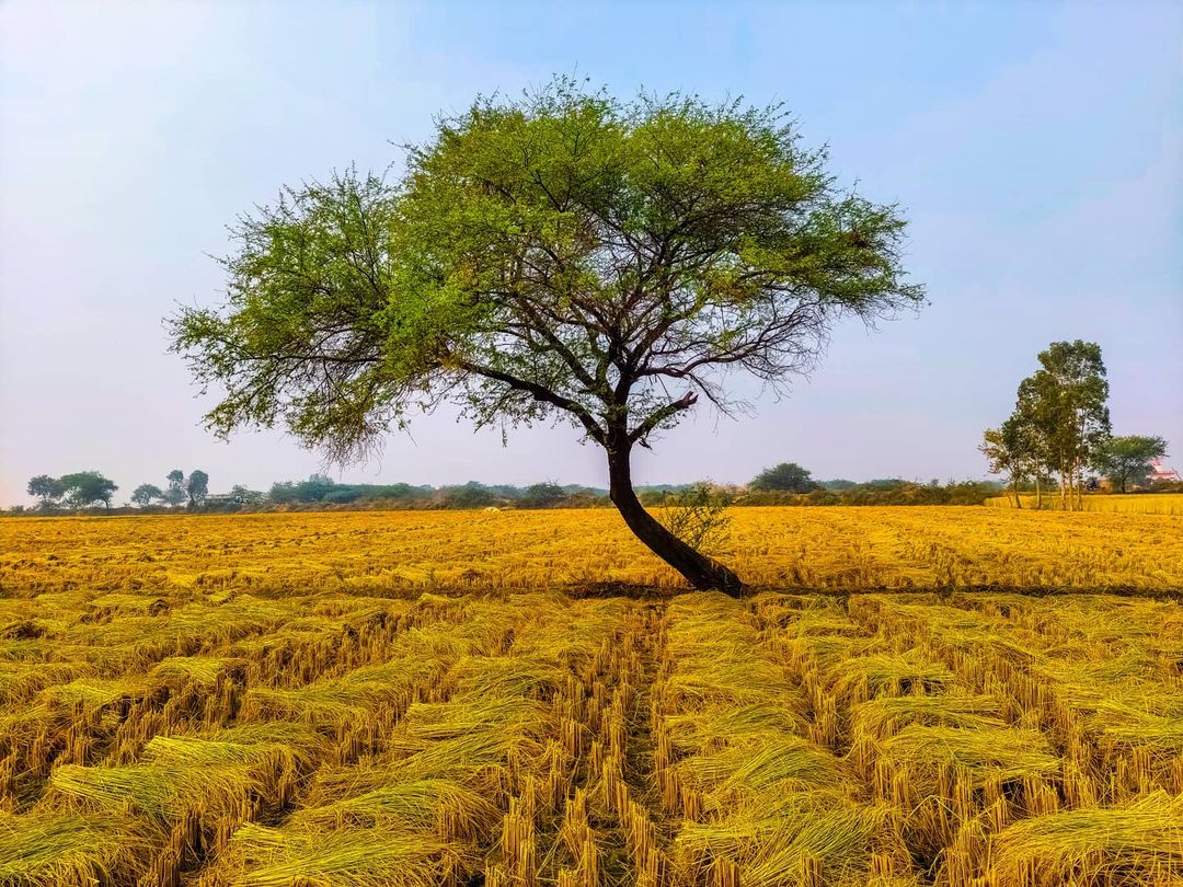 A cultivated wheat field in the Rohtak district of Haryana. Photo by Kapil Kajal.