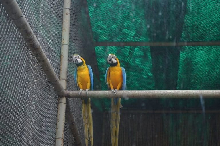 Blue and yellow macaws. A major driving factor for wildlife trafficking in India is the rising demand to own exotic pets like macaws. Photo by Swapnil Srivastav/ Wikimedia Commons.