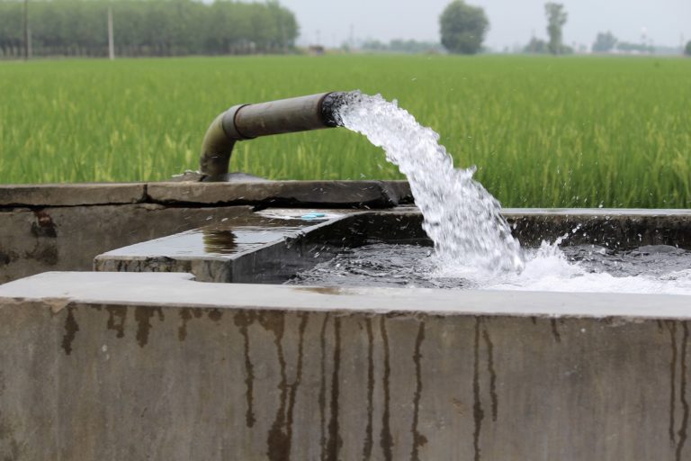 Water gushes through a pipe in a paddy field in Punjab. The crop was widely cultivated in Punjab as part of the green revolution strategy in the 1960s to ensure India's food security. Photo by Baljot.22/Wikimedia Commons.