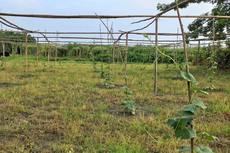 Bamboo poles that support crop growth make up the cooking fuel. Photo by Sahana Ghosh/Mongabay.