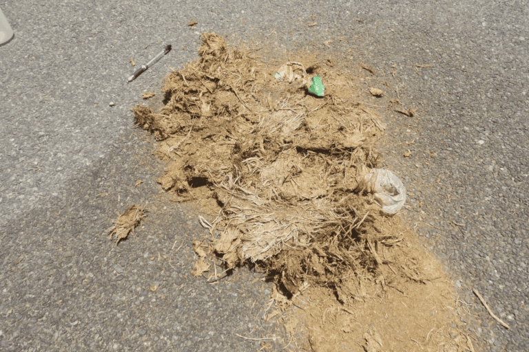 Plastic waste found in elephant dung. (pen is used for scaling). Plastics consumed by the elephants are carried deep into the forests, thereby increasing the chances of other animals consuming plastics.