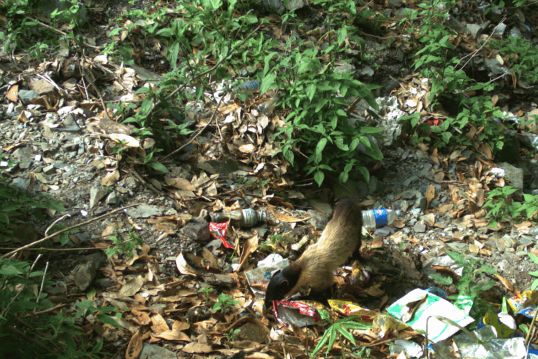 A yellow-throated marten foraging for food at a garbage dump. Photos and reports of wild animals carrying plastic or feeding at garbage sites have raised concerns.