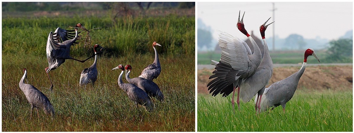 Images show a flock of Sarus cranes standing in a field