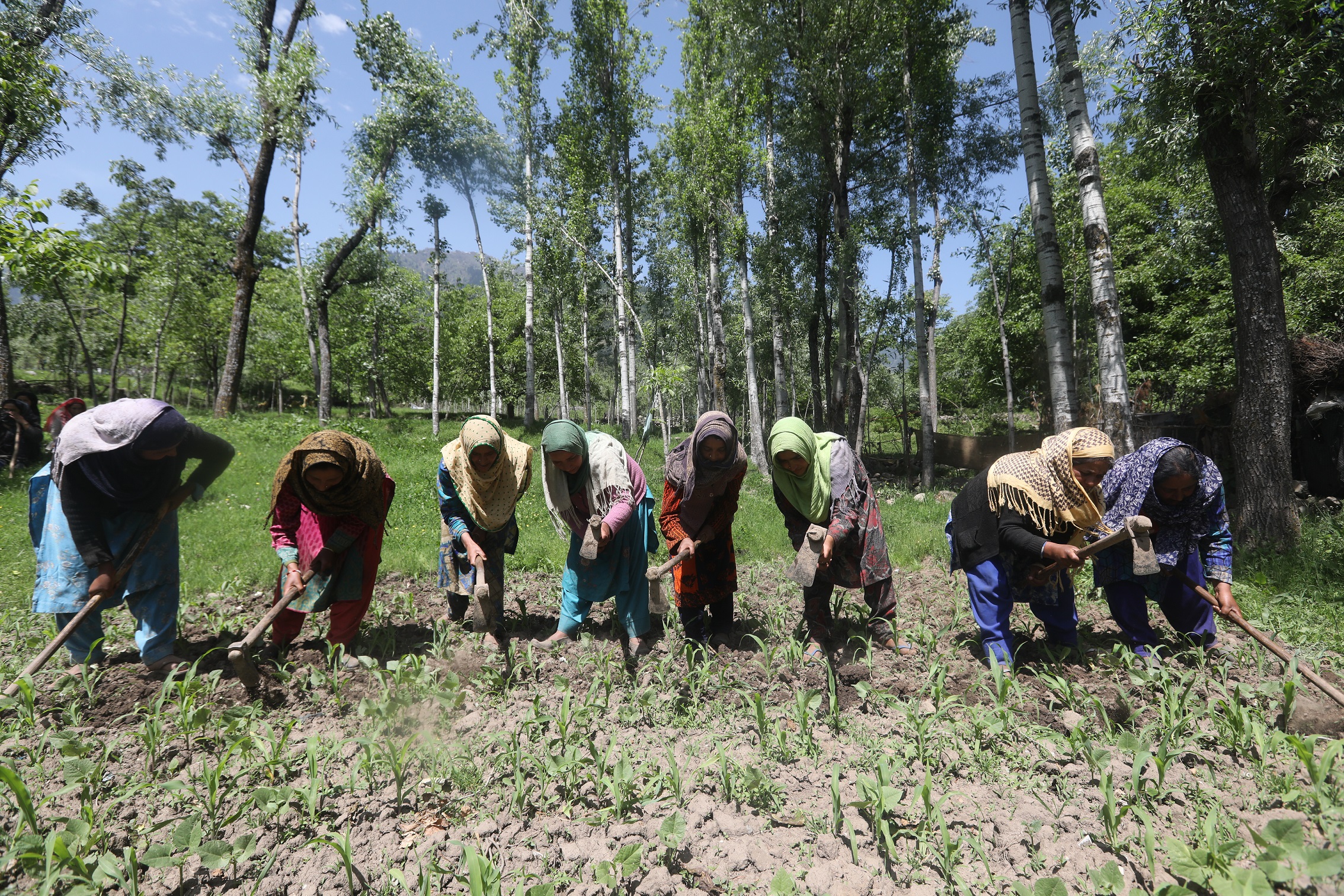 Authorities in Kashmir, over the years, have been advising farmers to shift to alternate crops. Photo by Umer Asif.