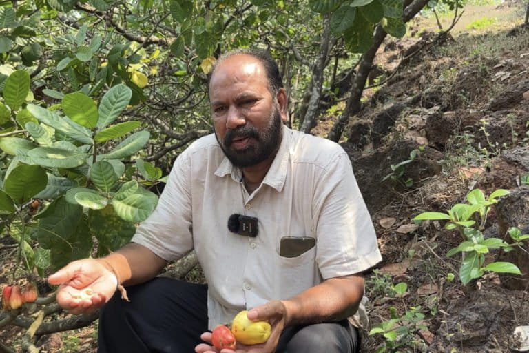 Harishchandra Desai, a cashew farmer in Ratnagiri. Maharashtra, and particularly its Konkan region where Ratnagiri lies, is popular for its cashew production. Photo by Arvind Shukla.