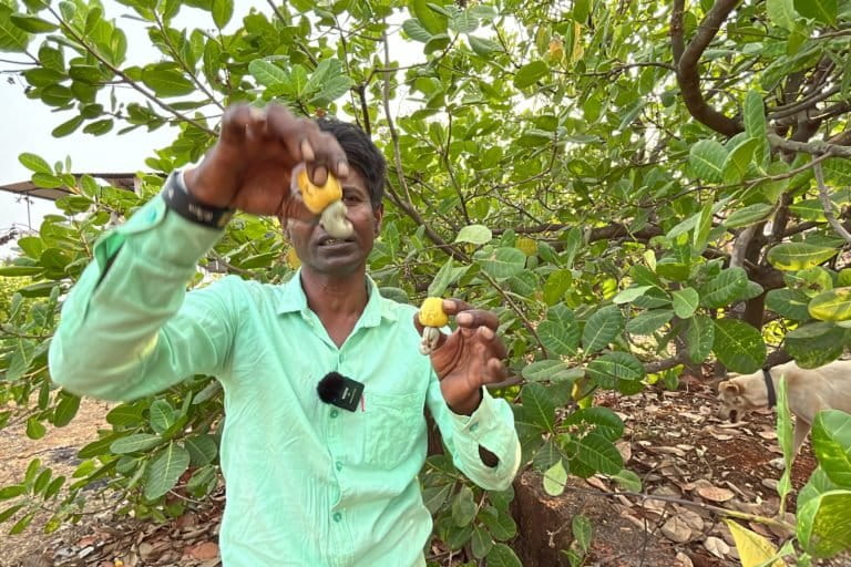 Mahesh Dinkar Sawant, a farmer from Sindhudurg district, has trained many other farmers on climate-friendly natural farming. However, rising temperature are causing cashew flowers to dry up and posing as a challenge. Photo by Arvind Shukla.