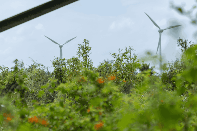 Long-term evaluations in important landscapes are advised by researchers and environmentalists to ensure that wind energy development is environmentally sustainable.