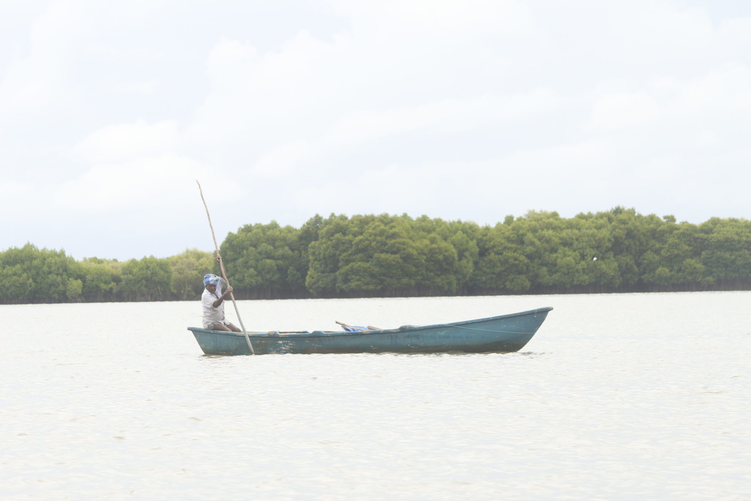 Pichavaram mangroves in Tamil Nadu. Mangrove restoration initiatives are being carried out using participatory approaches in Tamil Nadu. Photo by Priyanka Shankar/Mongabay.