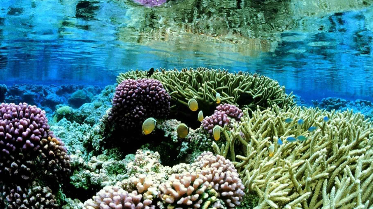 Coral reefs and fish in Sri Lanka.
