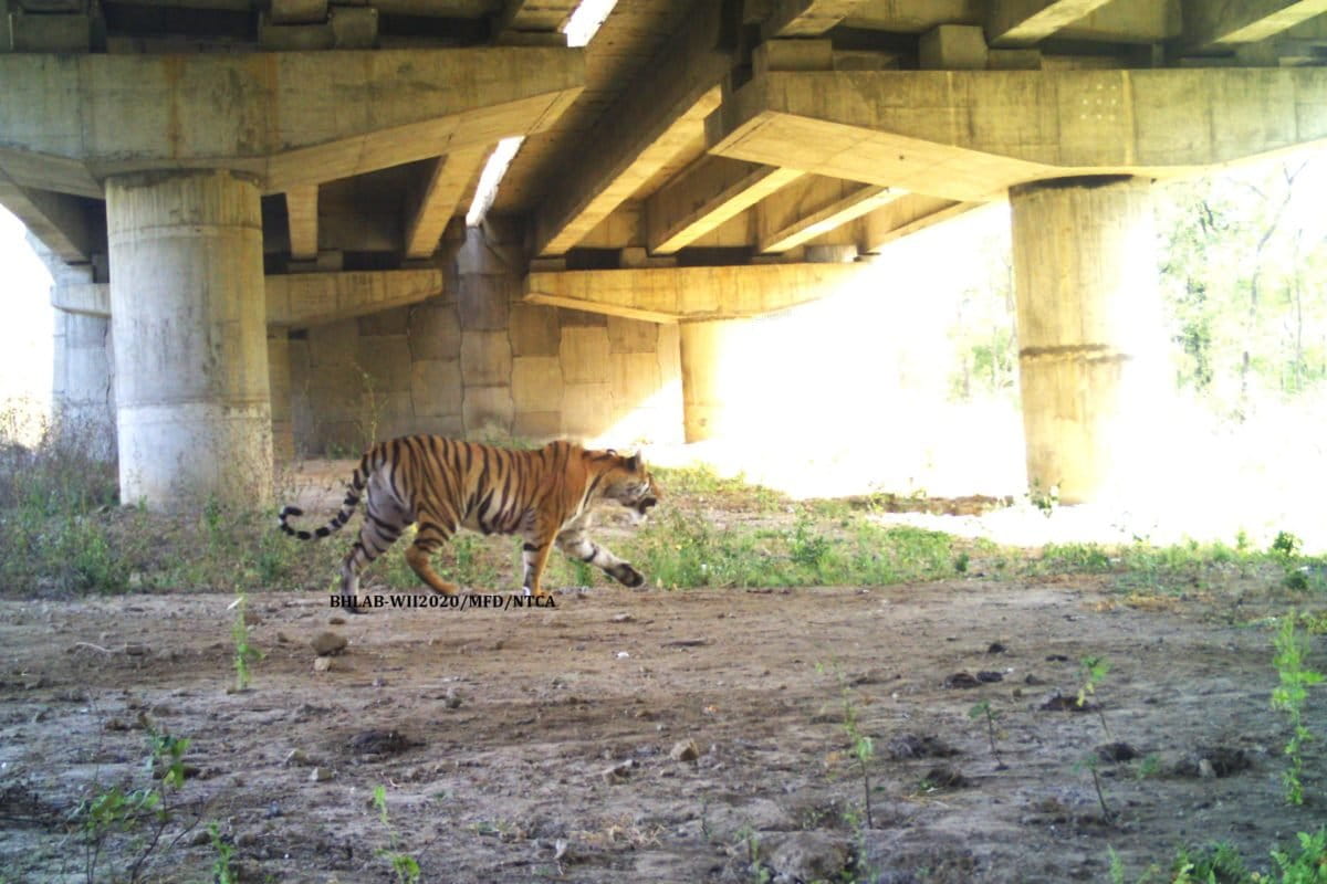 A tiger using an underpass on NH44.