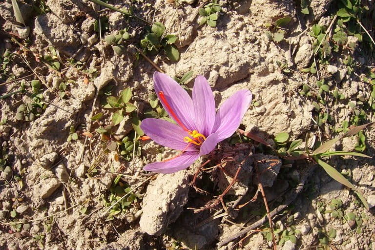 Image shows a pink flower with red stalks