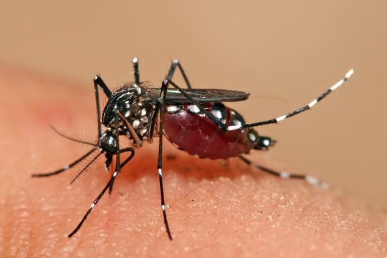 Female Aedes aegypti mosquito feeding. Photo from US Department of Health and Human Services/Wikimedia Commons.