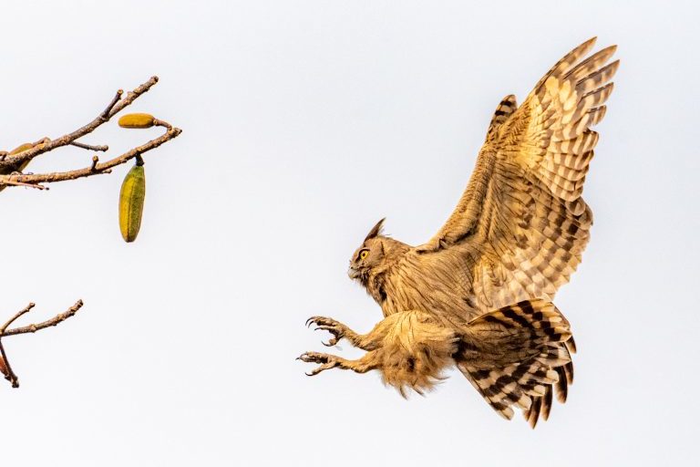 A dusky eagle-owl in a flight. 