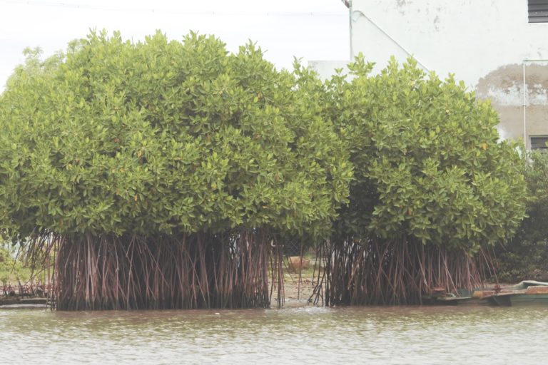 Mangroves in Tamil Nadu. Photo by Priyanka Shankar.