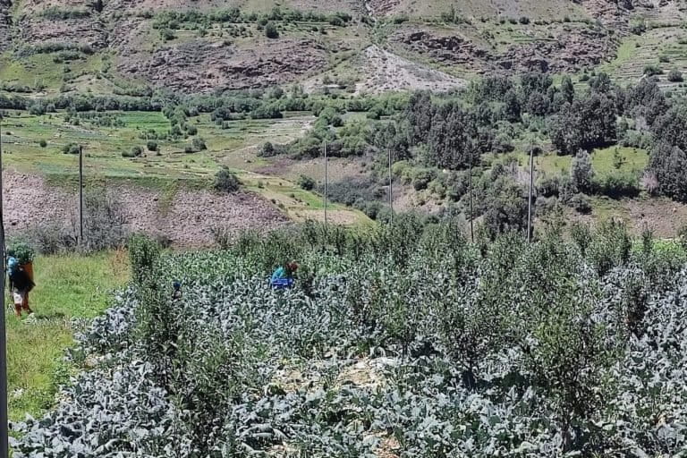 A view of dried field in Tandi. About half the crops were destroyed this season. Photo by Romit Kumar.