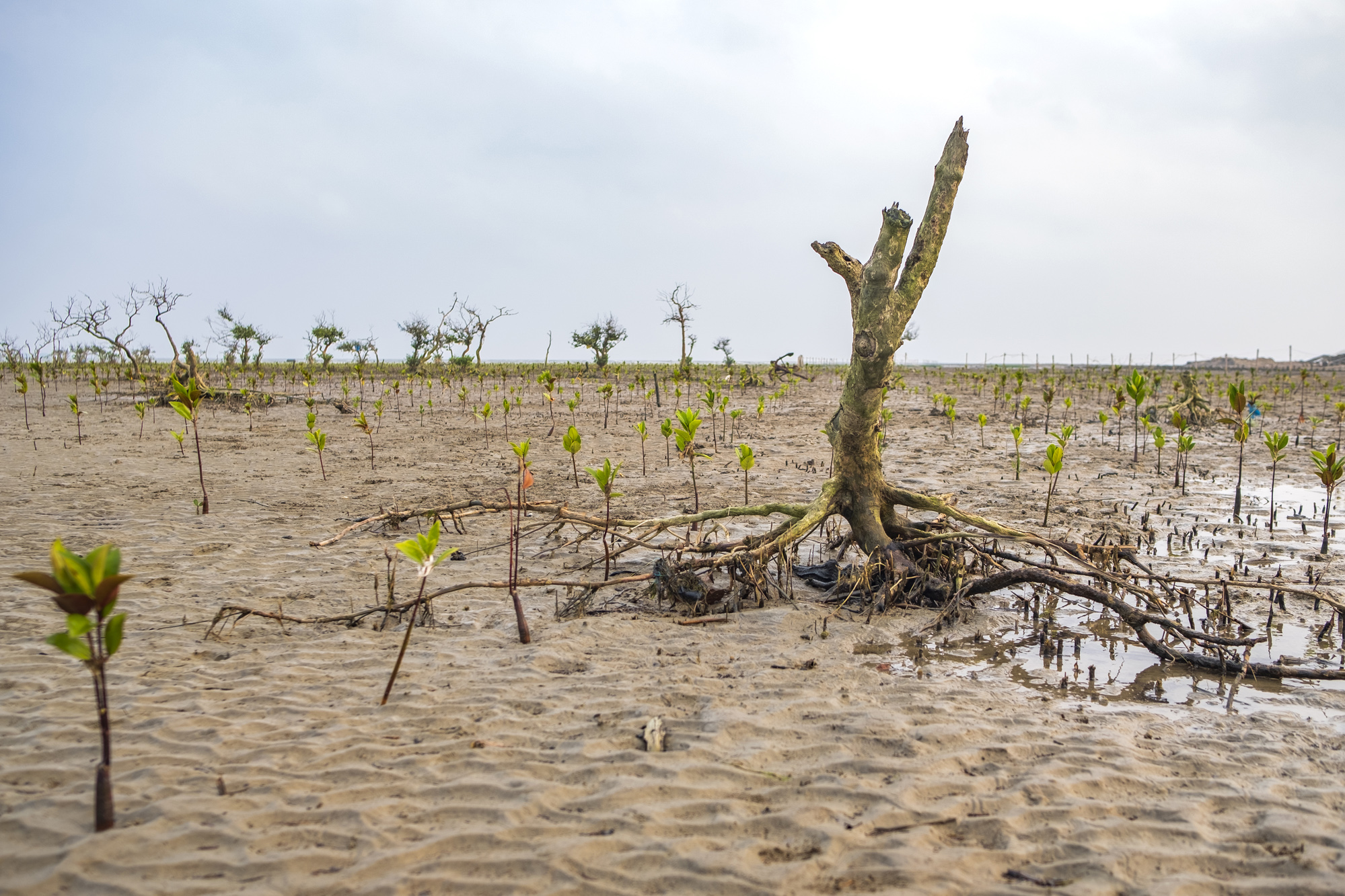 The Indian Sundarbans in West Bengal. Mangrove saplings planted this year, alongside dead mangrove plants, at Mousuni Island. Photo by Subhrajit Sen/Mongabay.