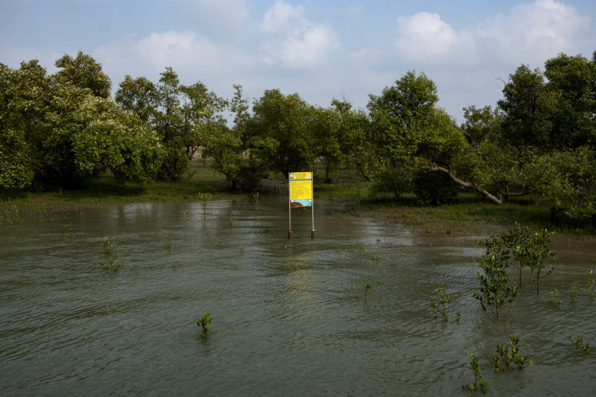 A mangrove plantation site near Sardarnagar, in the island of Patharpratima. This plantation covers a five-hectare area and the plantation activity cost the Government of West Bengal nearly 3,85,000 rupees in 2021. However, now, only few saplings remain. Photo by Subhrajit Sen/Mongabay.