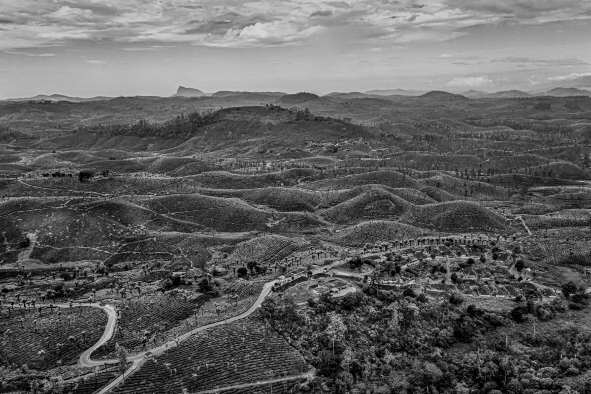 Annamalai Tiger Reserve in Valparai (Western Ghats) is one of the high wildlife conflict zones in Tamil Nadu. Within the last 100 years, more than 60% of the forest has been destroyed due to the creation of tea and coffee plantations. Photo by Senthil Kumar.